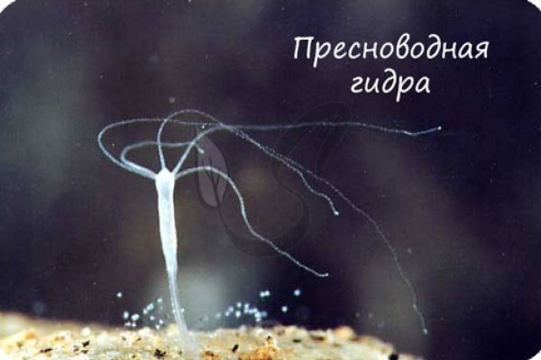 Ссылка на кракен krawebes