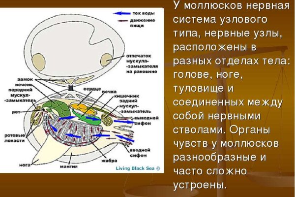 Кракен даркнет поддержка